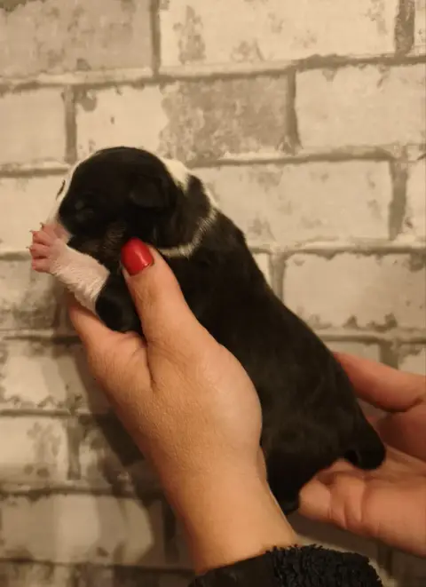 Bull Terrier Miniature  Chiot N°2 Of Secret'S Sources 28056