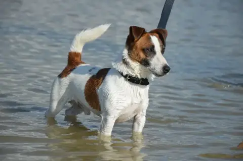 Jack Russell Terrier  Bastia Du Domaine Saint Martin 13862 photo 2