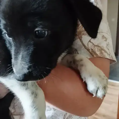 Chiots Border Collie Croisé Beagle