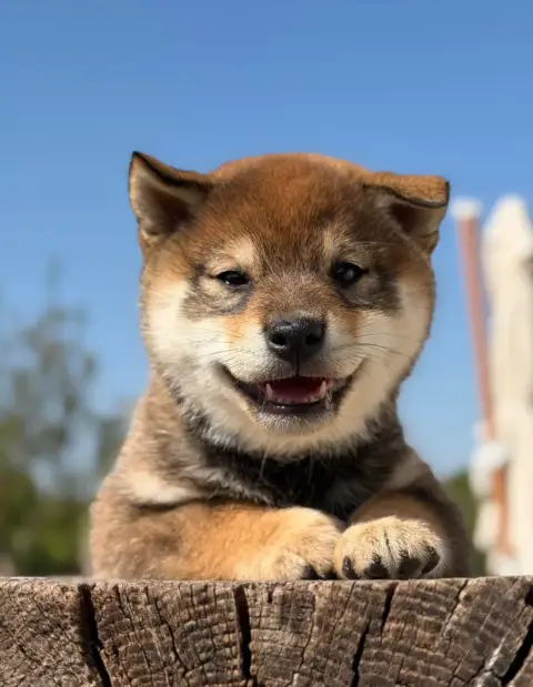 Shiba photo 3