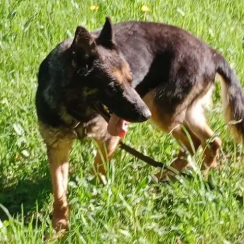 Chienne Osiris