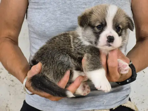 Welsh Corgi Pembroke  B... De Paline