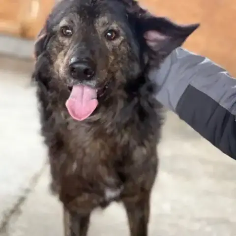 Jumbilo, Très Affectueux, À L'Adoption