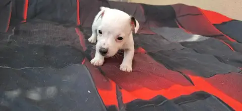 Jack Russell Terrier  Chiot 5 De L'Etang De Rochefort f1316