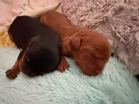 Cavalier King Charles Spaniel  Chiot 2 Des Brandes De 48bfb