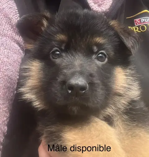 Berger Allemand  Benji Des Légendes Du Castel