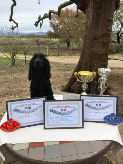 Cocker Spaniel Anglais  Chiot N°3 De L'Arc De Sedo photo 2