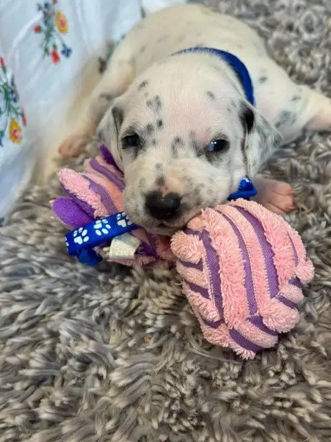Dalmatien  Collier Bleu Des Gardiennes De La Vallée D ae436