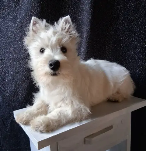 West Highland White Terrier  Arlette Gruss Du Moulin  71d44