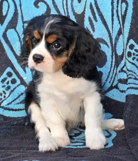 Cavalier King Charles Spaniel  Barney De La Colline A 60a40