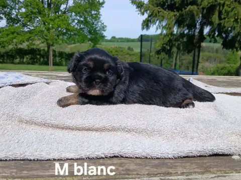 Epagneul Tibetain  Chiot Cordon Blanc De La Légende D 7b7b3