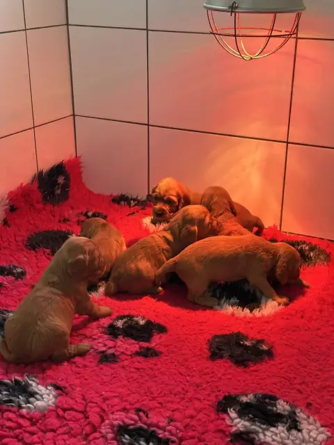 Cocker Spaniel Anglais  Chiot N°2 De Sandie Landes
