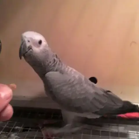 Perroquet Gris Du Gabon