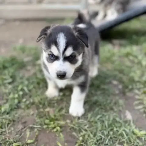 Magnifique Pomsky F5 Yeux Bleus