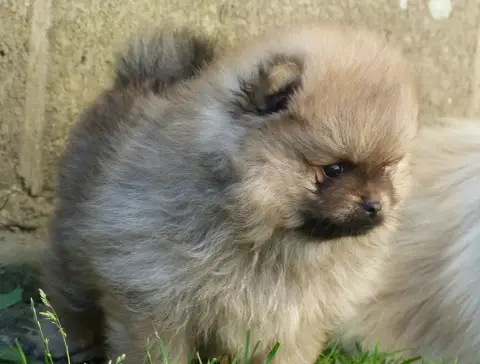 Spitz Allemand  Betty Des Petits Ecureuils photo 2