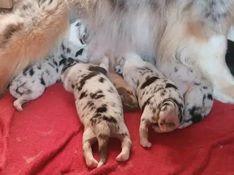 Berger Australien  Bleu Merle Du Vent Occitan