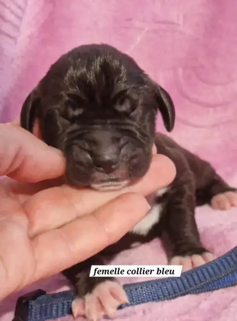 Dogue Allemand