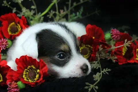 Parson Russell Terrier  Chiot 5 Des Very Important Pa 70dd2