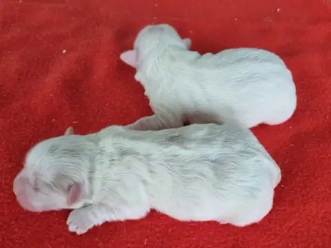 Coton De Tulear  Chiot N°3 Des Hirondelles Du Voyage 4774b photo 2