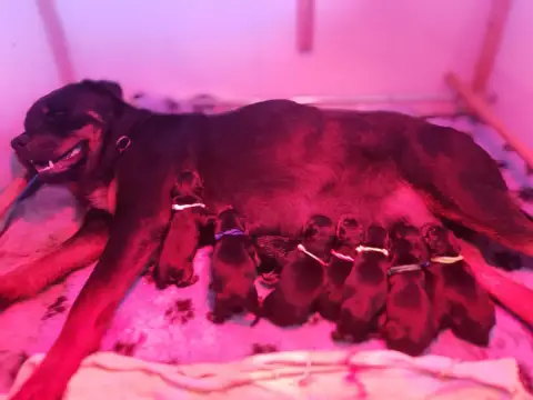 Rottweiler  Chiot 4 Der Wachter Von Vesta