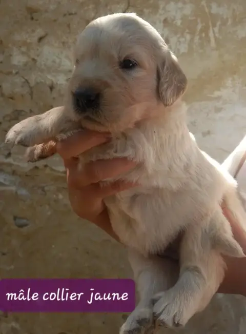 Golden Retriever