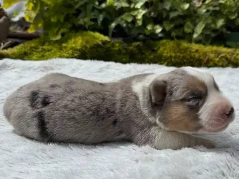 Welsh Corgi Cardigan  Chiot N°1 De La Cour Des Iles db1d3