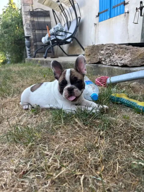 Bouledogue Français  Bunker Du Royaume Des Anges Gard 8fde4 photo 3