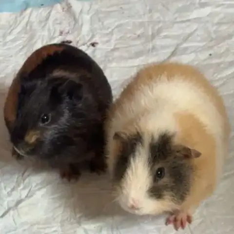 Cochon D’Inde À Adopter