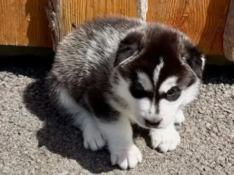 Siberian Husky photo 2