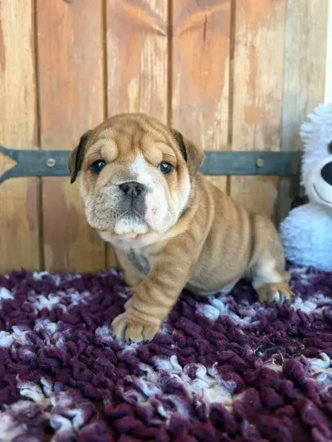 Bulldog Anglais  Bambi Au Clos D'Autrefois photo 2