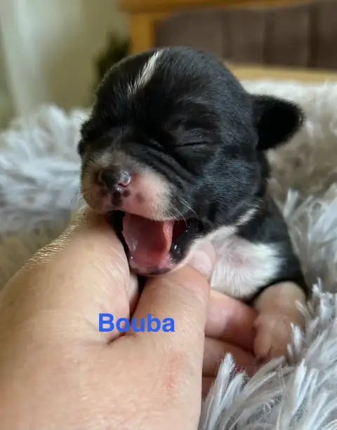 Chihuahua  Bouba Des Rois Du Monde