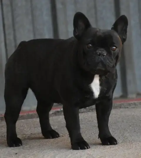 Bouledogue Français  Armani Des Éclats De Cassiopée 8d403 photo 3