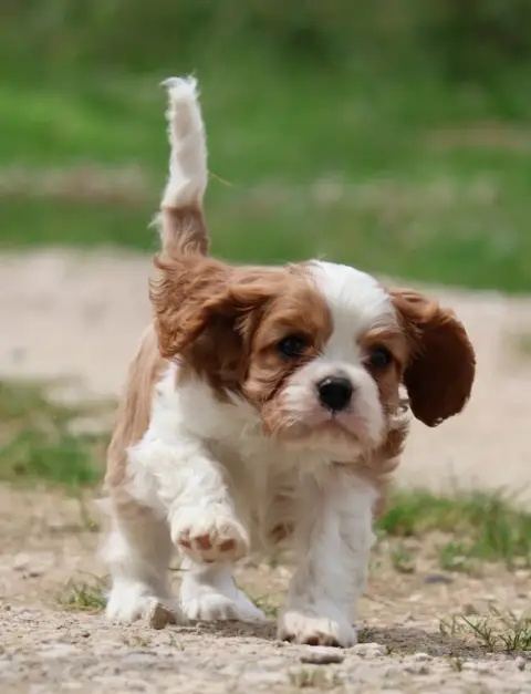 Cavalier King Charles Spaniel  Best Off Des Collines  d2c46 photo 3