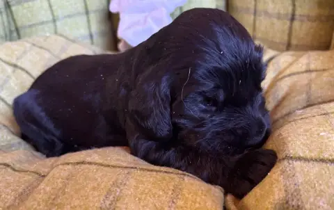 Cocker Spaniel Anglais  B.......... Des Etangs De Dam 5ddd3 photo 2
