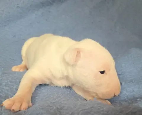 Bull Terrier  Chiot 2 By The Wall