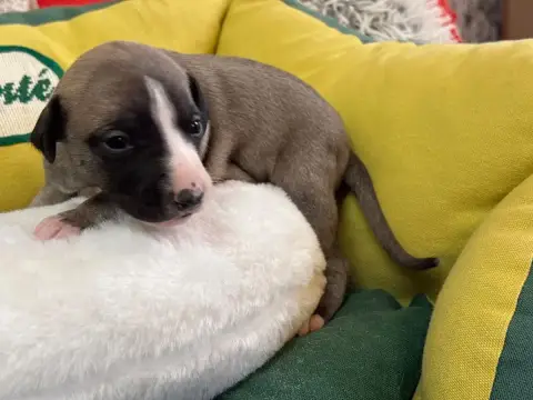 Whippet  Belladona Du Cèdre Enchanté photo 2