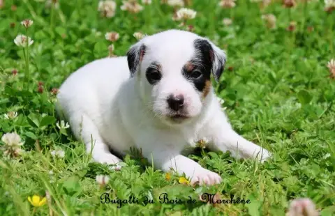 Parson Russell Terrier  Bugatti Du Bois De Morchène af76e photo 3