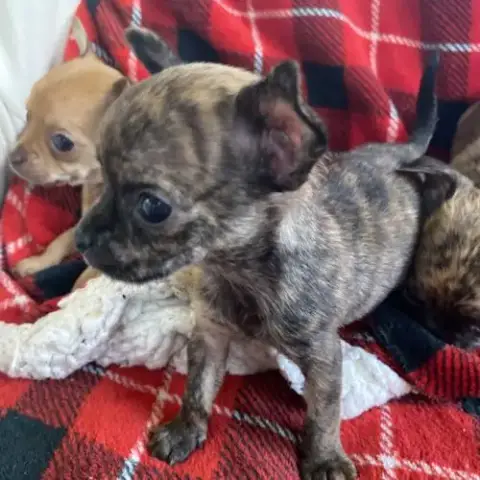 Chiots Chihuahuas À Réserver