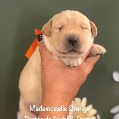 Mâles &