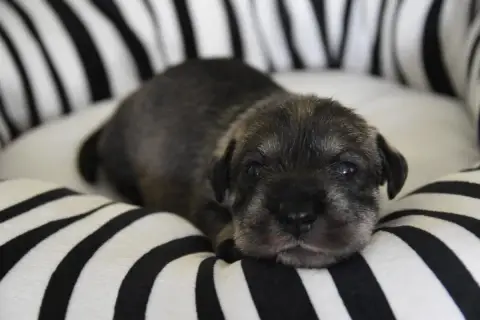 Schnauzer  Chiot 5 Du Domaine De Prescalix photo 2