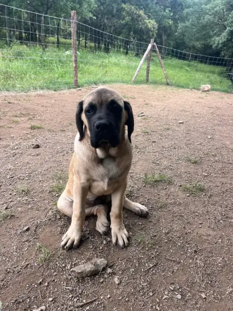 Mastiff  Bessy