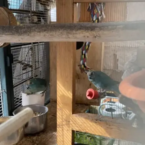 Couple Kakariki