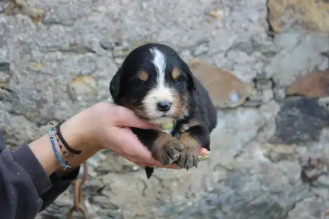 Bouvier Bernois  Chiot 2 De La Vallée De L'Hyrome