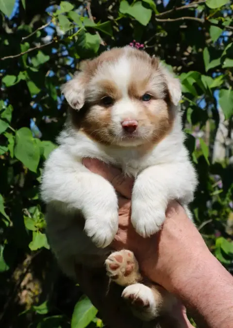 Berger Australien  Chiot N°7 De Windy'Stia photo 2