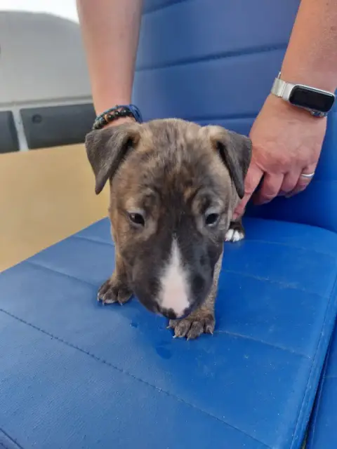 Bull Terrier  N2 Fem Bringee D'Emiloliv