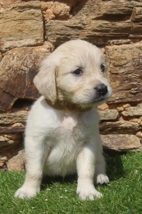 Golden Retriever photo 2