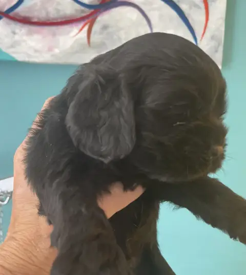 American Cocker Spaniel  Collierviolet Truly Mine