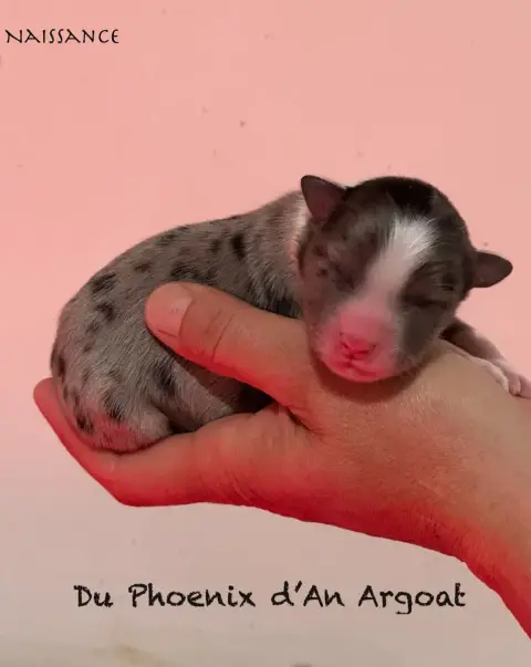 Berger Australien  Chiot 6 Du Phoenix D'An Argoat photo 2