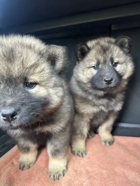 Eurasier  Bidouile Des Ptites Pattes Du Bonheur