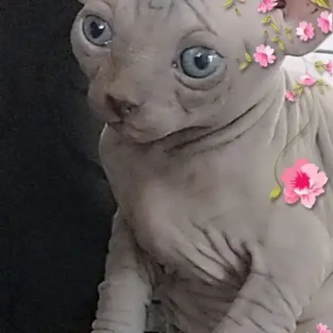 Sphynx Non Stérilisé Loof